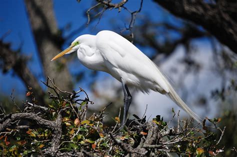 Florida Shorebirds – Photos by Bryan Baker