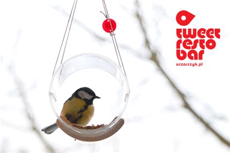 Main : Jolanta Uczarczyk | Window bird feeder, Small birds, Bird feeders