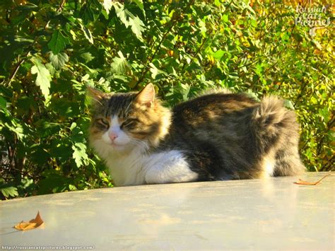 Sniffy Tabby Cat — Russian Cats Pictures