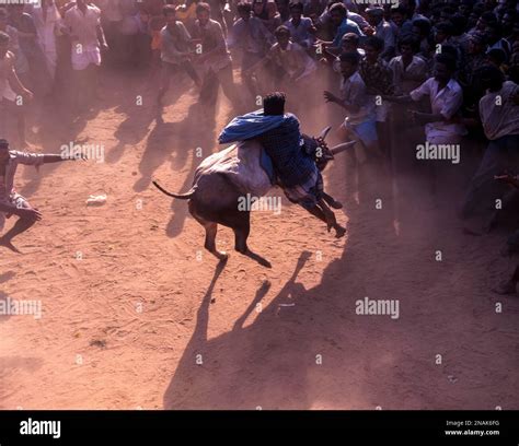 Jallikattu in Alanganallur near Madurai, Tamil Nadu, India Stock Photo ...