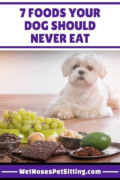 7 Foods Your Dog Should Never Eat- Tips from Wet Noses Pet Sitting