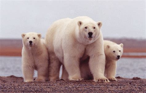 What is a Polar Bear | Animal | Fun Facts - Twinkl