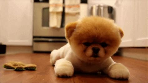 10 Cute Puppy Gifs You NEED to See This Finals Week | The Odyssey Online