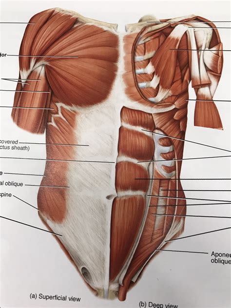 Muscles of anterior trunk Diagram | Quizlet