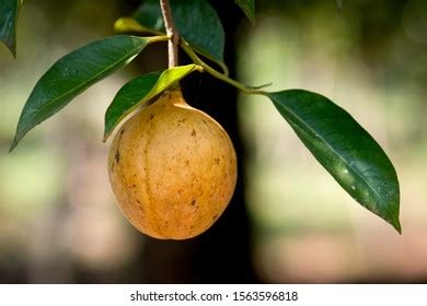 Nutmeg Fruit Growing On Nutmeg Tree Stock Photo 1563596818 | Shutterstock