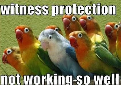 Funny Birds with Captions Pictures