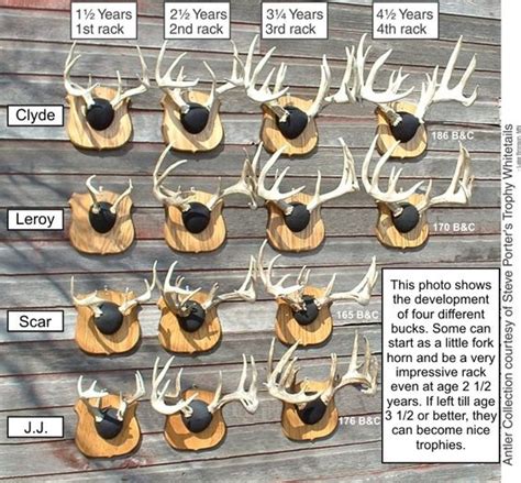 Deer Antlers & Age of Deer | Deer | Pinterest | Antlers, Deer and Deer antlers