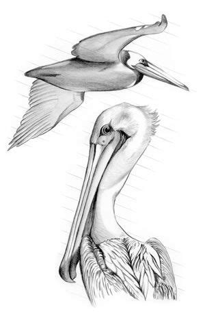 Pelican line art | Pelican tattoo, Pelican art, Pelican drawing