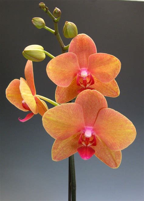 ...orange one... | Orchids, Orchid flower, Beautiful orchids