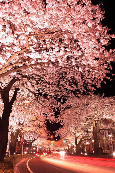 Japan’s Cherry Blossom Sky – Scene360