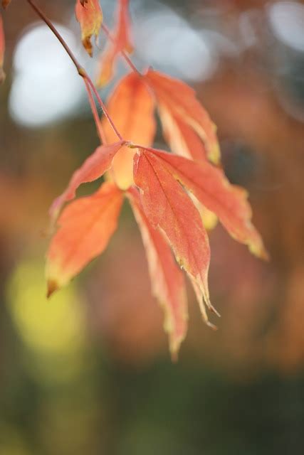 Fall Leaves Maple Tree - Free photo on Pixabay