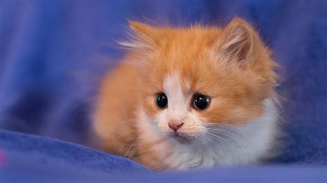 Orange White Tabby Cat Kitten On Soft Purple Cloth HD Kitten Wallpapers | HD Wallpapers | ID #76763