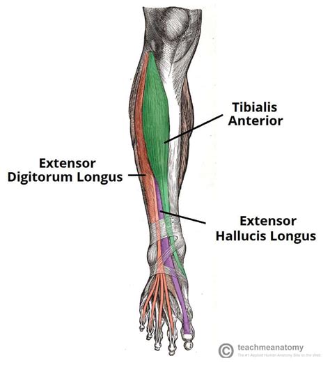 Muscles of the Anterior Leg - Attachments - Actions - TeachMeAnatomy