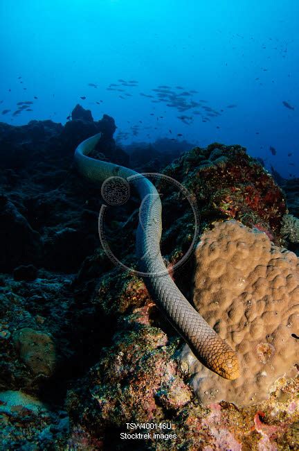 Highly venomous Olive Sea Snake, Australia. | Stocktrek Images