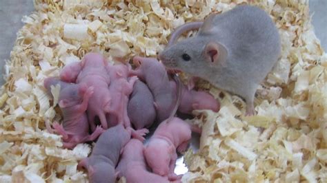 Mice skin cells turned into eggs, suggesting new fertility treatments