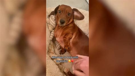 Dog owner leaves people in stitches over pooch's adorable bedtime ...