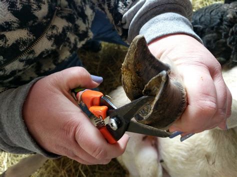 How To Trim Overgrown Cow Hooves - All About Cow Photos