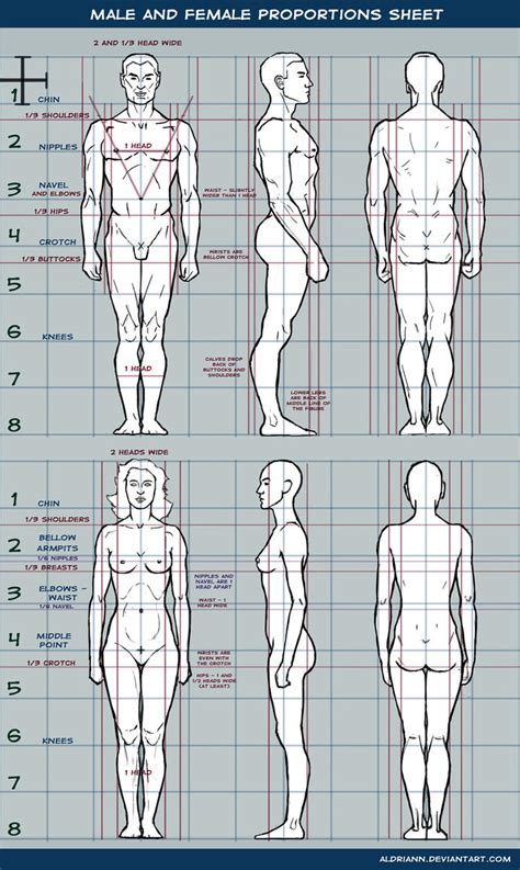 Male and female proportions sheet by Aldriann on DeviantArt