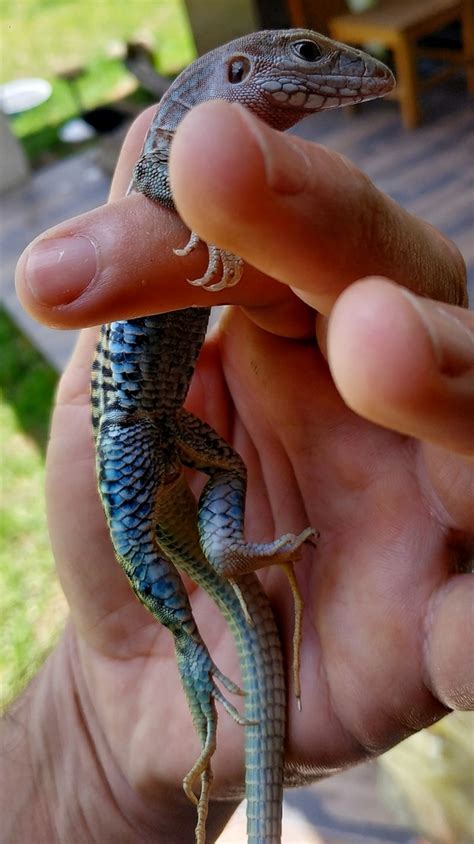 13 Lizards With Blue Bellies (Pictures and Identification)