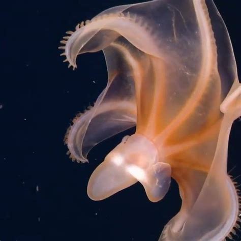 CIRRINA | CIRRINA, This species has the deepest known living cephalopod ...