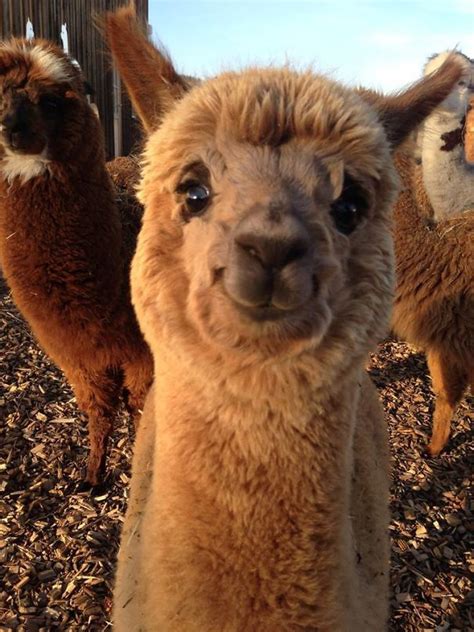 37 Alpacas That Will Make Your Day | Bored Panda