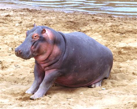 Kenia, África. “Un herbívoro, el animal vertebrado más peligroso de ...