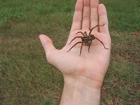 Wolf Spider (Lycosidae) - Spidapedia Wiki