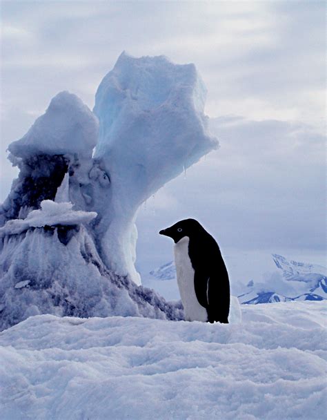File:Adelie Penguin (Pygoscelis adeliae) on iceberg.jpg - Wikipedia