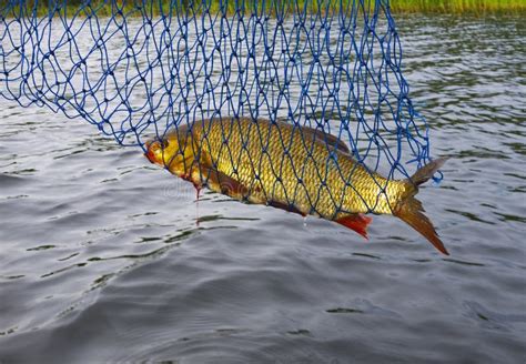 Ide fish stock photo. Image of angling, catch, mouth - 26226076