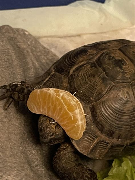 Tortoise with orange slice on head. That’s it that’s the post : r/Tortoises