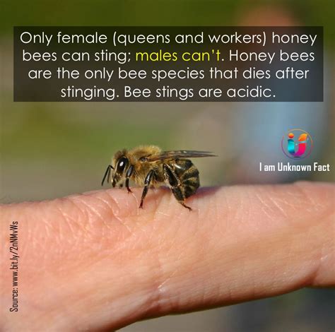 Honey bee stings #bees #honeybees #sting #acidic #workerbee #dronebee #queenbee #facts # ...