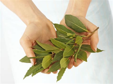 8 Incredible Benefits and Uses of Bay Leaves. Burn Them and the Results Will Amaze You!