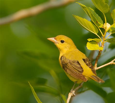 Birds: Summer Tanager