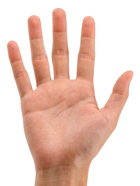 Hands PNG, hand image free