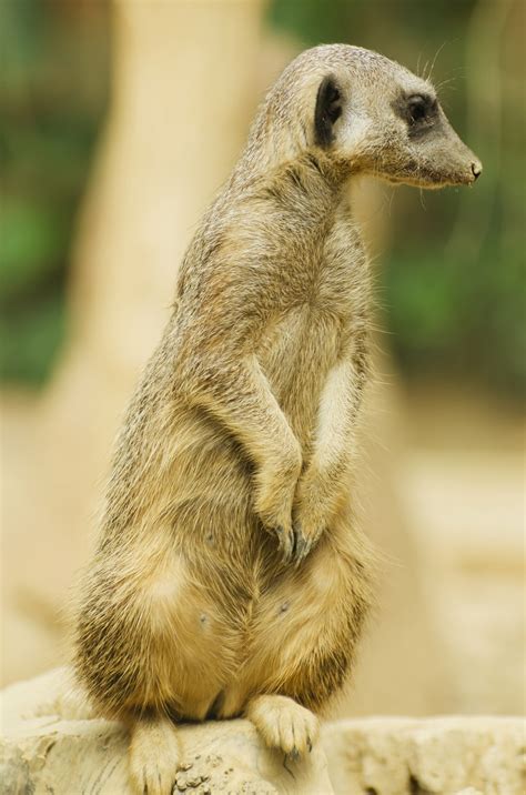 Suricate Or Meerkat Sitting Free Stock Photo - Public Domain Pictures
