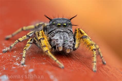 Phidippus mystaceus male jumping spider - Oklahoma | Flickr