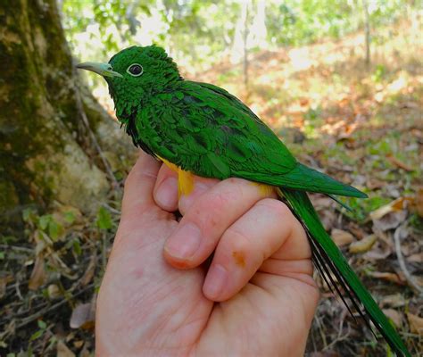 African Emerald Cuckoo | Green bird, Cuckoo, Birds