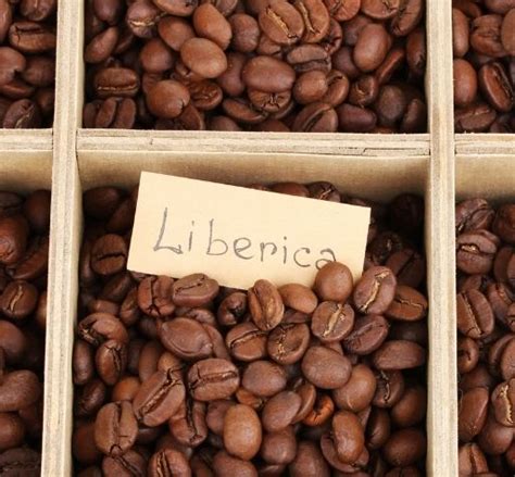 What is Liberica Coffee? – The Rare Breed - The Coffee Guru