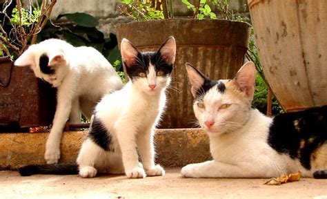 family portrait | View On Black | bharat ram | Flickr