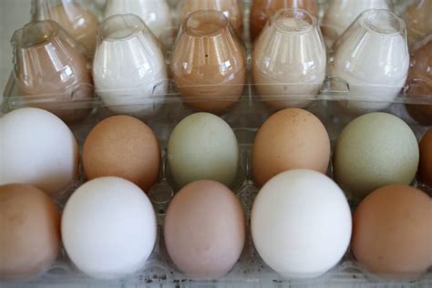 Maine might be the next state to require cage-free eggs