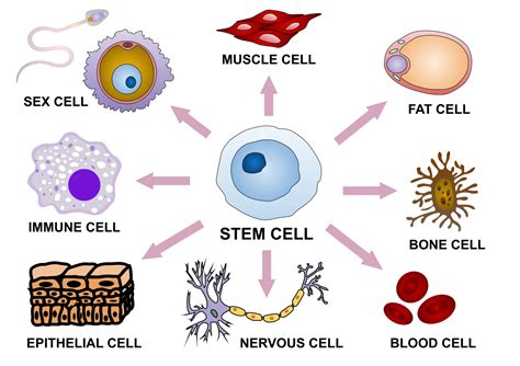 Umbilical cord blood and stem cells: how the gift of life keeps giving ...