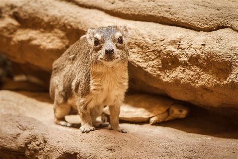 10 Animals Native to Egypt - WorldAtlas