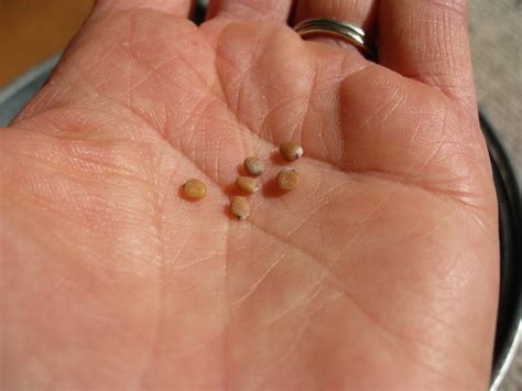 Harvesting Radish Seeds - Gardenerd