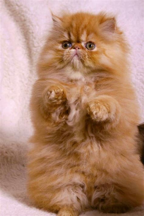 persian cat | Beautiful cats, Cute cats, Cute cats and kittens