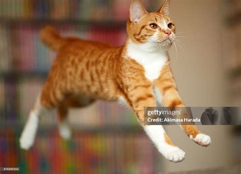 Cat Jumping High-Res Stock Photo - Getty Images