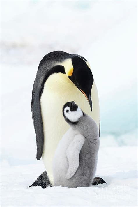 Emperor Penguin And Chick Photograph by Dr P. Marazzi/science Photo ...