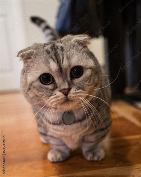 Cutest grey and silver munchkin scottish fold cat. Stock Photo | Adobe Stock