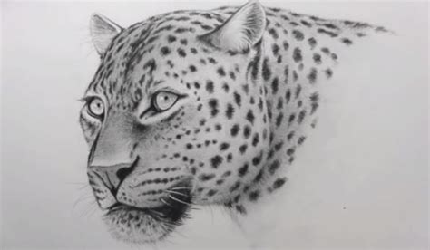 How to draw a leopard face for beginners || Pencil sketch | Leopard ...