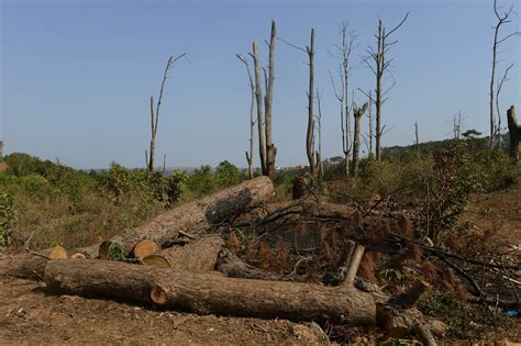 Deforestation in Vietnam Blamed for Recent Deadly Landslides — Radio Free Asia