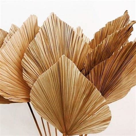 Decorative Dried Palm Leaves | The Woven House